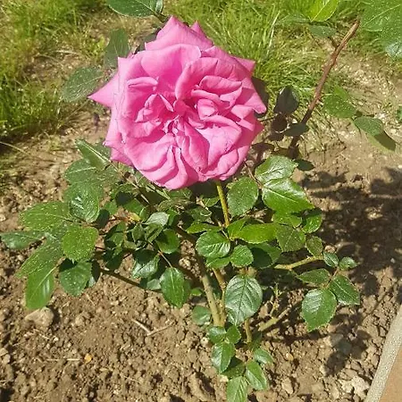 La Scogliera Дом отдыха Авола